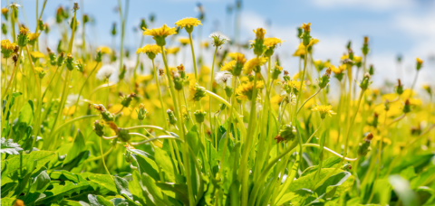 Continental_Dandelions