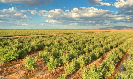 Guayule Shrub_Bridgestone